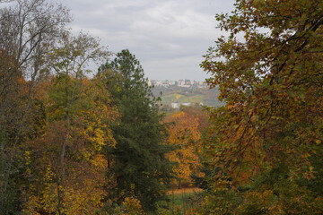 Obraz premium Autumn landscape featuring vibrant trees and distant buildings in a tranquil setting