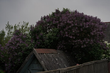 Vibrant lilac blossoms over a rustic shed in a quiet garden during early spring