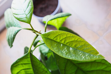 Close-up of vibrant green avocado tree leaves covered with morning dew.