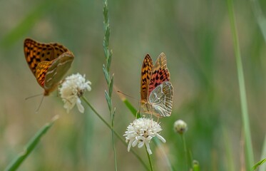 The Mediterranean Fritillary (Argynnis pandora) is a common butterfly species in Türkiye. This photo was taken at Nemrut Crater Lake in Bitlis.