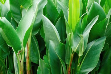 Obraz premium Lush green tropical foliage (3)