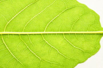 Obraz premium Close-up of a vibrant green leaf's detailed vein structure