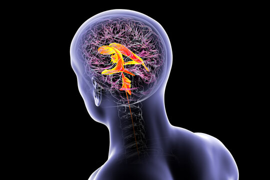 Ventricular system of the brain, 3D illustration