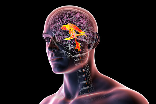 Ventricular system of the brain, 3D illustration