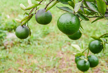Green Tangerine orange garden with green oranges fruits  on tree branches. Beautiful orange trees in an orchard. Fruit trees laden with raw fruits. Juicy citrus fruits