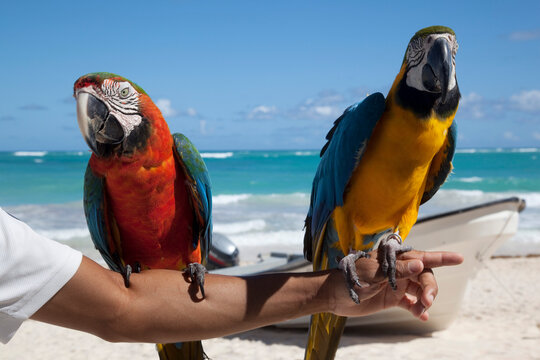 Two parrots, Bavaro Beach, Punta Cana, Dominican Republic, West Indies, Caribbean