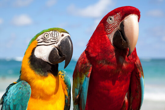 Colourful parrots, Punta Cana, Dominican Republic, West Indies, Caribbean