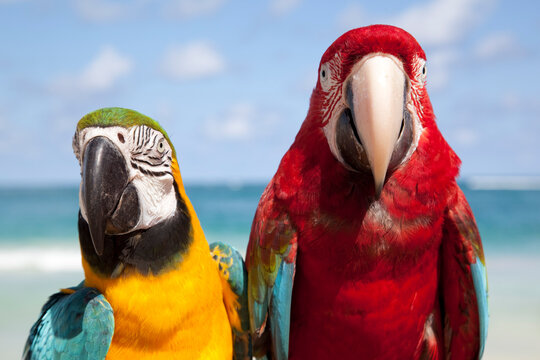 Colourful parrots, Punta Cana, Dominican Republic, West Indies, Caribbean