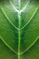 Close-Up of Leaf Veins – Macro View of Green Leaf Structure and Organic Network Pattern