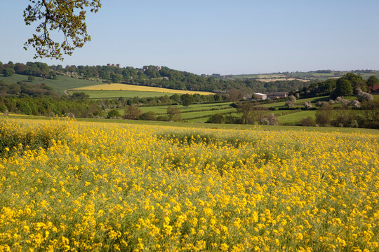 View of Hardwick Hall over rape fields, Derbyshire, England
