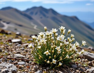 dwarf shrubs like willow and birch species survive in alpine tundra where cold temperatures and strong winds limit growth height.