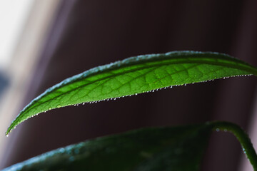 Close-up of vibrant green avocado tree leaves covered with morning dew.