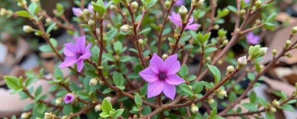 arctic willow is a low growing shrub adapted to cold mountain habitats with flexible stems and small leaves to reduce water loss.