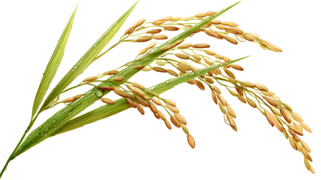 Rice plant isolated on a transparent  background