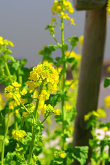 東谷山フルーツパーク　菜の花　Togokusan Fruits Park Canola flowers