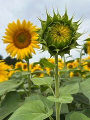 A lively stretch of sunflowers brings vitality to the landscape, radiating joy and positivity in...