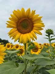 Dancing in the wind, a field of sunflowers reflects the beauty of nature and brings smiles to every...