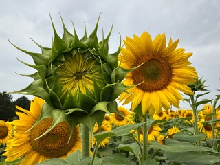 A breathtaking field of sunflowers against a bright sky, inspiring feelings of joy, warmth, and the...