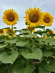 A spectacular view of sunflowers blooms under the sun, portraying a joyous landscape filled with...