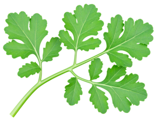 vector illustration of a green leaf