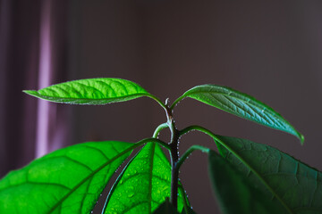 Close-up of vibrant green avocado tree leaves covered with morning dew.