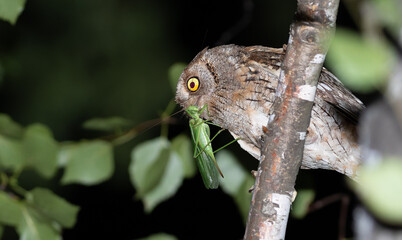 Eurasian scops owl, Otus scops. The bird caught a grasshopper to feed its chicks
