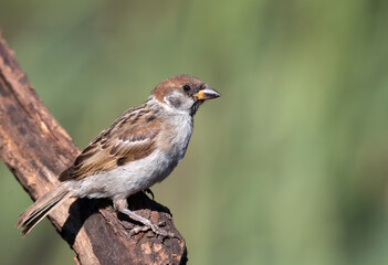 Eurasian tree sparrow, Passer montanus. Bird sitting on a branch, beautiful background
