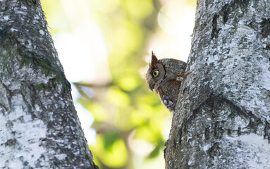 Eurasian scops owl, Otus scops. An adult female peeks out of her nest in a tree