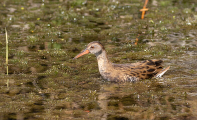 Water rail, Rallus aquaticus. A young bird swims in the river
