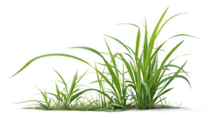 A beautiful close-up display of long green grass blades showcasing detailed texture and vibrant natural growth, PNG, isolated on transparent background.