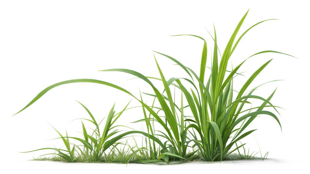 A beautiful close-up display of long green grass blades showcasing detailed texture and vibrant natural growth, PNG, isolated on transparent background.