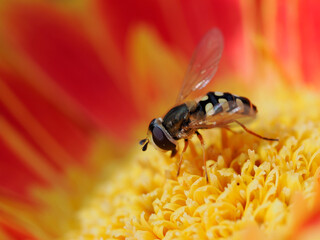 Hoverfly (Eupeodes corollae) forages the stamens of a gerbera flower