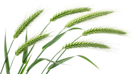 Artistic portrayal of fresh green barley ears with delicate wispy white tips, perfect for natural and agricultural design projects, PNG, isolated on transparent background.