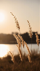 Reed grass grows near the water against the background of the setting sun