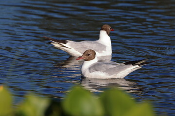 Larus ridibundus. Two lake gulls swim in the north of Siberia