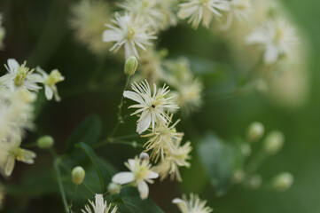 Old man's beard plant (Clematis vitalba)