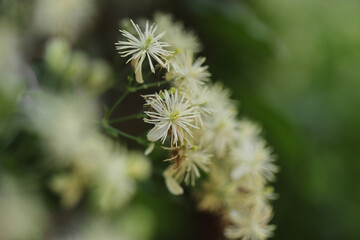 Old man's beard plant (Clematis vitalba)