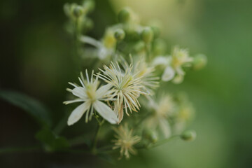 Old man's beard plant (Clematis vitalba)