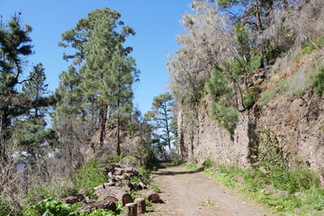 Wanderweg durch Kiefernwald und Fels Berge auf Teneriffa