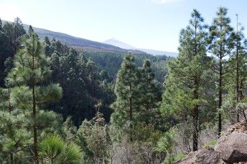 Kiefernwald in Berglandschaft auf Teneriffa