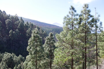 Kiefernwald in Berglandschaft auf Teneriffa