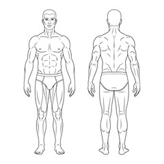 Vector illustration of front and back view of a muscular mans body isolated on white background
