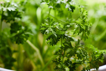 Fresh Green Parsley Leaves in Natural Light