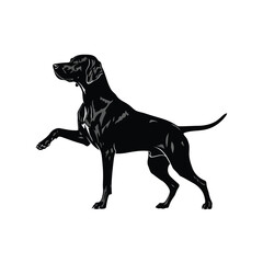 Vector illustration of a black pointer dog standing on a white background