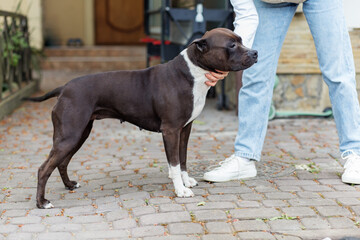 American Staffordshire Terrier dog standing on pavement