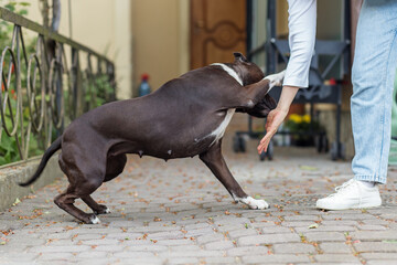 American Staffordshire Terrier playing with owner outdoors