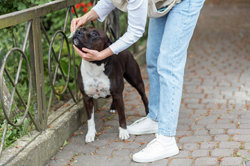 Owner cleaning face of American Staffordshire Terrier