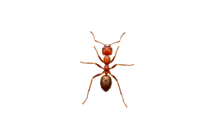 Red ant detailed macro view isolated on a transparent background