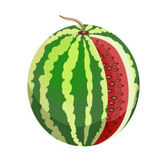 Ripe juicy watermelon, isolated on a white background.Vector illustration of a berry.
