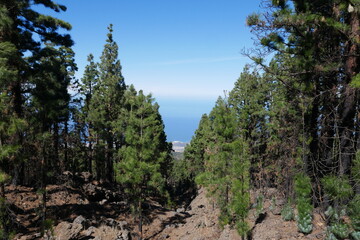 Kiefernwald in den Bergen von Teneriffa